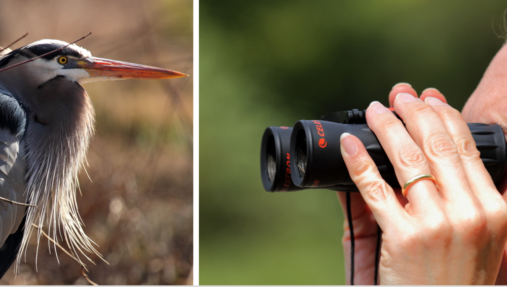 Birding, Beautiful recreational activity