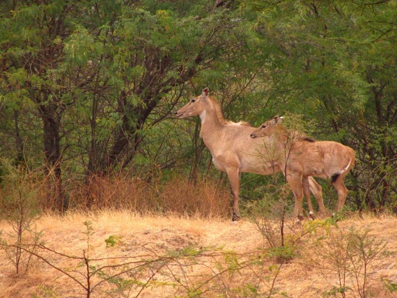 Wildlife Safari, Adventure in the Middle of Forest