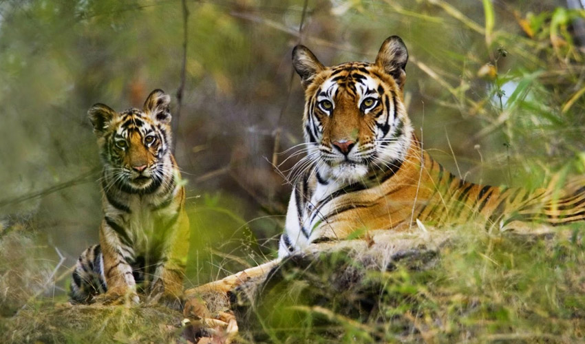 Corbett National Park